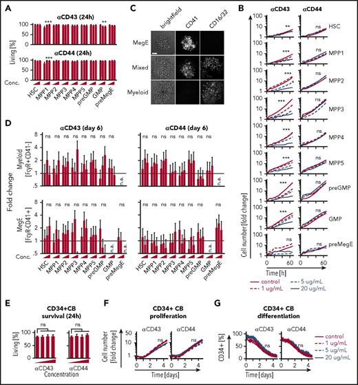 Figure 2. Anti-CD43 and anti-CD44 coating exert minor effects on cell behavior. (A) Freshly isolated murine HSCs (KSL CD150+CD48−CD34−CD135), MPP1 (KSL CD150+CD48−CD34+CD135−), MPP2 (KSL CD150+CD48+CD34+CD135−), MPP3 (KSL CD150−CD48+CD34+CD135−), MPP4 (KSL CD150−CD48+CD34+CD135+), MPP5 (KSL CD150−CD48−), pre-GMP (KL CD41−CD16/32−CD150−CD105+), GMP (KL CD41−CD16/32+CD150−), and pre-MegE (KL CD41−CD16/32−CD150+CD105−) were sorted and incubated in 100 ng/mL SCF, 100 ng/mL TPO, 10 ng/mL IL-3, and 2 U/mL EPO, 10% FCS on coated slides at indicated antibody or reagent concentration and imaged every hour. Cell death was measured continuously by cell segmentation and quantification of Annexin V “in culture” antibody staining for 60 hours. Quantification of cell survival (frequency of Annexin V− cells) at 24 hours after culture start is displayed. Anti-CD43 and anti-CD44 coating had no or minor effects on cell survival across multiple HSPC populations. Triangles indicate increasing coating concentration range: 0, 10, and 20 μg/mL. n = 3 independent experiments, 83 to 252 cells per conditions, >2.7 × 106 quantified data points across 600 time points; mean ± SEM. (B) Proliferation is reduced only on high anti-CD43 concentrations, but not on anti-CD44 coating. n = 3 independent experiments, 41 to 461 cells per condition, >20.5 × 106 quantified data points (cells) across 160 measured time points total mean. SEM not shown for better readability. (C) Mixed, MegE, and myeloid colonies can be identified based on CD41 and CD16/32 “in culture” antibody staining. Scale bar, 100 μm. (D) Differentiation into myeloid (top) and MegE (bottom) lineage (measured by quantification of CD41 and CD16/32 “in culture” antibody staining after cell segmentation at day 6 of culture) is not affected by coating. n = 3 independent experiments, 41 to 461 cells per condition, >20.5 × 106 quantified data points (cells) across 160 measured time points total. Triangles indicate increasing coating concentration range: 1, 5, and 20 μg/mL; mean ± SEM. (E) Human CD34+ CB cells were cultured in Iscove modified Dulbecco medium supplemented with 20% BIT, 100 ng/mL SCF, 100 ng/mL Flt3L, and 50 ng/mL TPO. Cell death was measured continuously by cell segmentation and quantification of Annexin V “in culture” antibody staining for 5 days. Effects on survival 24 hours after culture are displayed. Anti-CD43 and anti-CD44 coating do not affect survival. n = 4 independent experiments, 1144 to 1757 cells per condition, >3.9 × 106 quantified data points (cells) across 320 measured time points total. Triangles indicate increasing coating concentrations: 0, 1, 5, and 20 μg/mL; mean ± SEM. (F) Proliferation of CD34+ CB (measured as number AnnexinV− cells over time) for 5 days. Anti-CD43 and anti-CD44 do not affect proliferation. n = 4 independent experiments; 1951 to 3039 cells per condition, >18 × 106 quantified data points (cells) across 320 measured time points total, mean. SEM not shown for better readability (G) CD34+ CB in vitro differentiation was measured by continuous quantification of CD34 “in culture” antibody staining for 5 days. Differentiation (measured by CD34 downregulation) is not affected by anti-CD43 or anti-CD44 coating. n = 2 independent experiments, 1358 to 2342 cells per condition, >16 × 106 quantified data points (cells) across 320 measured time points total, mean, SEM not shown for better readability. Conc., concentration; n.a., not available; n.s., not significant.