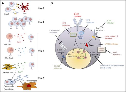 Figure 1. The role of B cells in cGVHD. (A) Different steps of cGVHD development. Step 1: antigen (Ag)-presenting cells (APCs) present auto- and alloantigens and prime B cells. Direct activation of B cells via Ag or Ag/Ab complexes. APCs prime B cells against major histocompatibility complexes/peptides or neoantigens (eg, Y chromosome–encoded genes). This is enhanced in certain B-cell subgroups by hyperreactive BCR signaling. In addition to B-cell activation by APCs, there is likely also direct BCR activation via Ag or Ab/Ag complexes. Step 2: expansion of auto- and alloreactive B cells. Step 3: activated T follicular helper cells (Tfhs) produce IL-21 and cell-surface costimulatory molecules that lead to germinal center (GC) formation, which is not counterbalanced by sufficient T follicular regulatory cells (Tfrs). CD4 T helper cells produce IL-4, which promotes Ab class switch in autoreactive B cells. Stroma cells produce BAFF, which promotes B-cell activation. Step 4: plasma cells and plasma blasts produce high amounts of immunoglobulin. Deposition of immunoglobulin G (IgG) can lead to macrophage activation and organ damage. IgG-induced macrophage activation may contribute to cGVHD via secretion of proinflammatory cytokines by macrophages such as IL-6, which promotes B-cell survival and maintains inflammation. (B) Strategies to target B cells in cGVHD. The sketch shows a B cell and the mode of action of multiple immunosuppressive strategies that directly act on B cells or plasma cells in the context of cGVHD. The summary of translation of each approach is provided in Table 1. BTK, Bruton tyrosine kinase; ITK, IL-2–inducible kinase; MMF, mycophenolate mofetil; mTOR, mammalian target of rapamycin; MTX, methotrexate; ROCK2, ρ-GTPase kinase-2; SYK, splenic tyrosine kinase.