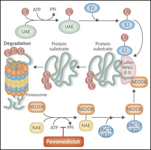 Pevonedistat inhibits the NEDD8-activating enzyme, with key effects on the ubiquitination pathway. Pevonedistat is a small-molecule inhibitor of NAE. NEDD8 is a ubiquitin-like protein that is modified and activated in similar fashion to “ubiquitination” by parallel and sequential enzymatic reactions, with both processes interacting and coordinating inside the cell to modify, shuttle, and degrade proteins through the proteasome. By inhibiting NAE, the normal activation in the ubiquitination process of the key ligase, CRL, is downregulated, interfering with the degradation of cellular targets by the proteasome, with resulting effects on cell cycling, apoptosis, and DNA replication. PPi, pyrophosphate; UAE, ubiquitin activation enzyme; Ub, ubiquitin; UBC12, NEDD8 conjugating enzyme. Professional illustration by Somersault 18:24.