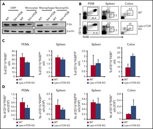 Figure 3. Lyzs-mTOR KO mice show normal percentage and cell number of macrophages. (A) GMPs, monocytes, neutrophils, and macrophages were sorted from bone marrow, spleens, and the peritoneal cavity of WT and Lyzs-mTOR mice, respectively; p-S6 expression was analyzed by western blot. (B) Representative fluorescence-activated cell sorter analysis of spleens, peritoneal cavity, and colon macrophages for staining CD11b+F4/80+ was shown. The percentages (C) and cell numbers (D) of CD11b+F4/80+ cells in peritoneal cavity, spleen, and colon from WT and Lyzs-mTOR KO mice were assayed. Data are representative of 3 independent experiments.