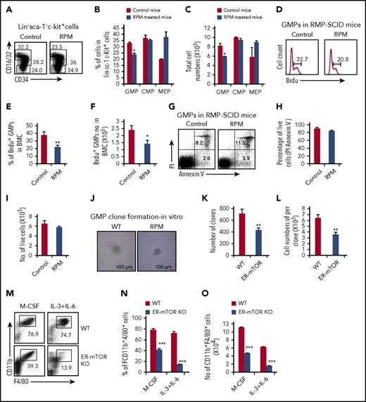 Figure 4. mTOR deletion decreased GMPs and inhibits the ability to differentiate into monocytes/macrophages. (A) Myeloid progenitor subpopulations of SCID mice with or without RPM treatment were detected by flow cytometry. Plots shown were the gated Lin−sca-1−c-kit+ cells. The percentages (B) and the absolute cell numbers (C) of myeloid progenitor cell populations in the bone marrow of control and RPM-treated mice were summarized (mean ± SD; n = 6 mice each group). (D) BrdU incorporation in bone marrow-derived GMPs was detected by flow cytometry 24 hours after injection of BrdU. The percentages (E) and the cell numbers (F) of BrdU+ GMPs were shown. Data are representative of 3 independent experiments. (G) GMPs of control and RPM-treated SCID bone marrow were stained with anti-annexin-V and propidium iodide by flow cytometry analysis. The percentage (H) and cell number (I) of the alive cells were shown (mean ± SD; n = 3 mice). (J) A total of 5 × 104 GMPs purified from control and RPM-treated mice and were seeded in the methylcellulose supplemented with IL-3, IL-6, SCF, and M-CSF. The assays were performed in triplicate and were photographed as the pictures presented. The colonies (K) and the macrophage cell number per colony (L) were calculated. Data are representative of 3 independent experiments. (M) GMPs sorted from tamoxifen-treated WT and ER-mTOR KO mice were cultured in the presence of M-CSF for 5 days in vitro and stained with anti-CD11b mAb and anti-F4/80 mAb. Then the phenotypes of the samples were analyzed by flow cytometry, as indicated. The decreased percentages (N) and the cell numbers (O) of CD11b+F4/80+ macrophages in mTOR-deficient GMPs were shown. Data are representative of 3 independent experiments. Data were expressed as mean ± SD. Three independent experiments with similar results were performed. *P < .05; **P < .01; ***P < .001 (WT vs ER-mTOR).