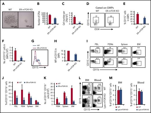 Figure 5. mTOR deletion inhibits the ability of progenitors to differentiate into monocytes/macrophages. (A) 5 × 104 GMPs purified from tamoxifen-treated WT and ER-mTOR KO mice were seeded in methylcellulose supplemented with IL-3, IL-6, SCF, and M-CSF. The experiment was performed in triplicate and was photographed as the pictures presented. Scale bars represent 100 µm. The generated colonies (B) and the macrophage cell number per colony (C) were calculated. Data are representative of 3 independent experiments. (D) The CD115 expression on progenitors of tamoxifen-treated WT and ER-mTOR KO mice was examined by flow cytometry. Plots shown were the gated Lin−sca-1−c-kit+ cells. The cell percentages (E) and cell numbers (F) of Lin−sca-1−c-kit−CD34+CD115+ cells in WT and ER-mTOR KO bone marrow were detected. (G) The CD115 molecule expression were shown. (H) The MFI of CD115 expression was counted. (I) The CD115 expression in blood, peritoneal cavity, spleen, and bone marrow in WT and ER-mTOR KO mice was examined by flow cytometry. The decreased percentages (J) and cell numbers (K) of CD115+ cells in blood, peritoneal cavity, spleen, and bone marrow in WT and ER-mTOR KO mice were observed. (L) The CD115 expression on CD11b+ cells of WT and Lyzs-mTOR KO mice was examined by flow cytometry. (M) The normal percentages of CD115+ cells in blood and bone marrow in WT and Lyzs-mTOR KO mice were observed. Each group represents 3 independent experiments. Data were expressed as mean ± SD (n = 6). *P < .05; **P < .01; ***P < .001 compared with WT control mice.