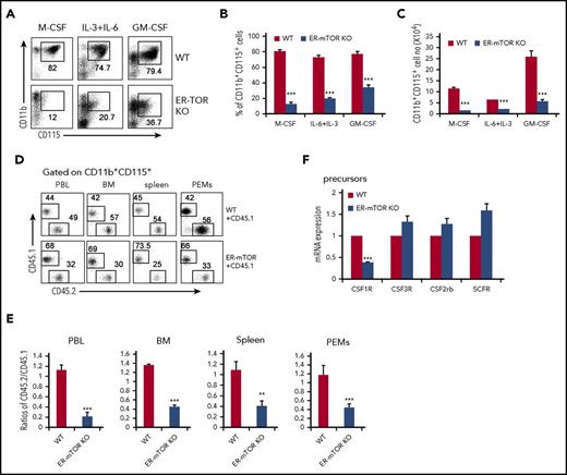 Figure 6. mTOR deletion intrinsically impedes CD115 expression at the translation and transcription level. (A) GMPs sorted from tamoxifen-treated WT and ER-mTOR mice were cultured in the presence of M-CSF, IL-6+IL-3, or GM-CSF for 5 days in vitro and then collected for phenotype analysis by flow cytometry. The flow cytometry analysis of CD115 in induced cells is shown. The remarkable decreased percentages (B) and the cell numbers (C) of CD11b+CD115+ cells during the macrophage induction in vitro are shown. Results are representative of 3 independent experiments. (D) The mixed chimeric mice were generated as described in “Methods,” and the CD115+ cells in blood, bone marrow, spleen, and peritoneal cavity were detected. (E) The CD115+ cell compartment in blood, bone marrow, spleen, and peritoneal cavity of WT and ER-mTOR KO bone marrow cells was presented. Data are representative of 3 independent experiments. Data are mean ± SD (n = 5). (F) GMPs sorted from tamoxifen-treated WT and ER-mTOR mice were lysed for RNA extraction and analyzed for the transcriptional factor expression of CSF1R, CSF3R, CSF2rb, and SCF. Three mice in each group were assayed. **P < .01; ***P < .001 compared with WT control.