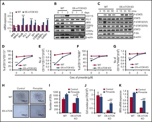 Figure 7. mTOR controls monocyte/macrophage development through STAT5/IRF8. (A) GMPs sorted from tamoxifen-treated WT and ER-mTOR KO mice were lysed and analyzed for the transcriptional factor expression of IRF8, nuclear receptor subfamily 4 group A member 1, CCR2, MAF BZIP transcription factor B, PU.1, runt-related transcription factor 1, SP1, CCAAT-enhancer-binding protein β, and C/EBPα. Three mice in each group were assayed. (B) GMPs sorted from tamoxifen-treated WT and ER-mTOR KO mice were cultured in the presence of IL-3+IL-6 and collected at day 0, day 1, and day 3. Then the samples were lysed and analyzed for the translational expression of CSF1R, IRF8, PU.1, C/EBβ LAP, C/EBPα, and mTOR by immunoblotting analysis. (C) GMPs sorted from tamoxifen-treated WT and ER-mTOR KO mice were stimulated with IL-3+IL-6 at the indicated points. Then the samples were lysed and analyzed by immunoblotting for phosphorylation of STAT3, STAT5, and S6. (D) GMPs were sorted from tamoxifen-untreated WT and ER-mTOR KO mice and cultured with 4-OHT in the presence and absence of STAT5 inhibitor, pimozide. The percentage (D) and cell number (E) of CD11b+CD115+ cells were calculated. The percentage (F) and cell number (G) of CD11b+F4/80+ macrophages were also detected. (H) 5 × 104 sorted from tamoxifen-treated WT and ER-mTOR KO mice were seeded in the methylcellulose supplemented with IL-3, IL-6, SCF, M-CSF, and 4-OHT in the presence and absence of pimozide (5 µM). The experiment was performed in triplicate and was photographed as the pictures presented. Scale bars, 100 µm. The generated colonies (I) and the macrophage cell numbers per colony (J) were calculated. (K) GMPs sorted from WT and ER-mTOR mice were cultured in the presence of 4-OHT and pimozide at the indicated concentrations and analyzed for the transcriptional factor expression of IRF8. Data are shown as mean ± SD (n = 3). **P < .01; ***P < .001 compared with WT group; ***P < .001 compared with WT mice.
