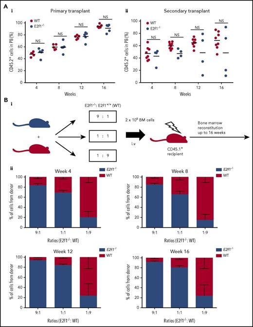 Figure 5. Healthy E2f1−/−SPCs cells retain functionality. (A) E2f1−/− or WT BM LSK cells transplanted into lethally irradiated CD45.1+ WT recipient mice (n = 5) for long-term reconstitution (i). Sixteen weeks posttransplantation, CD45.2+ LSK WT or E2f1−/− cells purified from harvested BM and transplanted into lethally irradiated CD45.1+ WT secondary recipient mice (N = 4/5) (ii). The engraftment ability of E2f1+/+ WT (black) and E2f1−/− (gray) LSK cells was assessed by the percentage of CD45.2+/CD45.1− cells in PB at weeks 4, 8, 12, and 16 post primary and secondary transplantation. (Bi) Schematic representation of experimental design. E2f1−/− (CD45.2+) and E2f1+/+ WT BM cells (CD45.1+) were transplanted in ratios of 9:1, 1:1, and 1:9 into lethally irradiated (7Gy) CD45.1+ WT recipient mice (N = 5) for long-term reconstitution. (ii) Percentages of CD45.2+ E2f1−/− donor vs recipient cells (CD45.1+) at weeks 4, 8, 12, and 16 posttransplant. NS, not significant with P > .05.