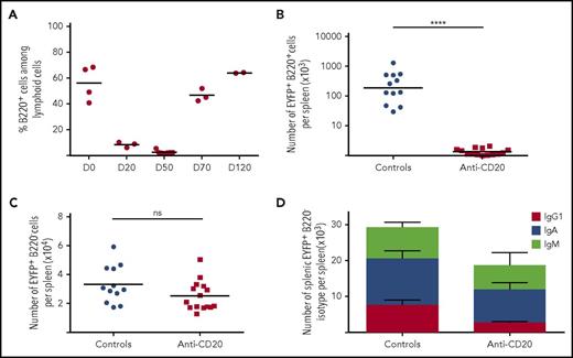Figure 2. Impact of B-cell depletion in the spleen of AID-Cre-EYFP mice. AID-Cre-EYFP mice were immunized by 2 SRBCs injections 1 month apart, together with a tamoxifen regimen, and were injected with (n = 14) or without (n = 12) anti-CD20 antibody (3 × 250 µg, IV) (see supplemental Figure 2B). Analysis originates from ≥2 independent tamoxifen-labeling experiments. (A) Kinetics of B-cell depletion in mouse blood (D0 represents the first day of anti-CD20 antibody injection). (B) Comparison of EYFP+B220+ B-cell numbers in spleens of control mice (3 months after immunization) and anti-CD20–treated mice at the nadir of B-cell depletion (day 50 after first anti-CD20 injection). (C) Comparison of EYFP+B220− PC numbers per spleen in controls and anti-CD20–treated mice at day 50 after the first anti-CD20 antibody injection. (D) Comparison of IgG1+, IgA+, and IgM+ splenic EYFP+B220− PC numbers in controls (n = 4) and anti-CD20–treated (n = 4) mice at day 50 after the first anti-CD20 injection, determined by intracellular staining. Anti-CD20–treated and control mice showed a 2.5-fold difference in the number of IgG1+ cells (P < .01). Significant differences were estimated by the Mann-Whitney U test (****P < .001). Mean values are indicated.