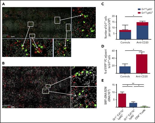 Figure 5. Interaction of Spl-PCs with BAFF-producing neutrophils. (A) Interactions of EYFP+ PCs (green) and Gr1+ cells (red) in the spleen of a representative anti-CD20–treated mouse (day 50 after the first anti-CD20 injection) observed by 3-color confocal microscopy with an LSM 700 (Zeiss) and 40× objective. Spleen sections were stained with anti-EYFP, anti-CD3 antibodies, and DAPI. Scale bar, 150 µm. PCs can be easily discriminated from memory B cells through their EYFP intensity (see supplemental Figure 11 and supplemental Methods). (B) Same analysis for control mice 3 months after 2 SRBC immunizations. Spleen sections were stained with anti-EYFP, anti-CD3 antibodies, and DAPI. Scale bar, 150 µm. (C) Number of Gr1+Ly6G+ and Gr1+Ly6G− cells in spleens from controls 3 months after 2 SRBC immunizations and anti-CD20–treated mice 50 days after the first anti-CD20 injection. (D) Quantification of EYFP+ PC-Gr1+ cell interactions in the spleen of control and B-cell–depleted mice. Spleens from 3 mice per group were analyzed corresponding to about 600 EYFP+ PCs in the control group and 300 EYFP+ PCs in the anti-CD20–treated group. Interactions between EYFP+ PCs and Gr1+ cells were calculated by using ImageJ software. (E) Neutrophils (Gr1+Cd11b+Ly6G+ cells) were the predominant source of BAFF production in the spleen compared with other Gr1+ cells and CD4+ T cells (P < .05). CD4+ T cells, Gr1+Cd11b+Ly6G− cells and Gr1+Cd11b+Ly6G+ cells were collected from the spleen of 3 immunized mice. About 10 000 cells per population for each mouse were sorted. BAFF cDNA expression was quantified by RT-PCR and normalized to B2m expression (2−ΔCt). Significant differences are estimated by Mann-Whitney U test or 1-way analysis of variance, Dunn test for multiple comparisons (*P < .05; **P < .01). Mean values are indicated.