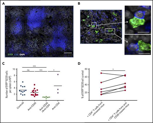 Figure 6. CD4+ T-cells contribute to the persistence of splenic LLPCs in anti-CD20–treated AID-Cre-EYFP mice. (A-B) Analysis of interactions between EYFP+ PCs (green) and CD3+ T cells (blue) in the spleen on B-cell depletion. We analyzed total spleen sections from 3 mice by confocal microscopy corresponding to ∼400 EYFP+ PCs in controls and 300 EYFP+ PCs in anti-CD20–treated mice. Images were acquired by confocal microscopy with LSM 700 (Zeiss) and 40× objective. A threshold of confocal resolution allows the unambiguous detection of PCs. (A-B) Spleen sections were stained with anti-EYFP, anti-CD3 antibodies, and DAPI. Scale bars, 150 µm (A), 18 µm (B, left panel), 10 µm (B, right panel). (C) Number of EYFP+ B220− PCs per spleen in controls, anti-CD20–, anti-CD20/anti-CD4–, and anti-CD4–treated mice (see supplemental Figure 2C for protocol). Analysis is from 2 independent tamoxifen-labeling experiments except for anti-CD4. (D) Survival of splenic EYFP+ PCs cocultured for 5 days with CD4+ T cells from anti-CD20–treated mice or CD4+ T cells from controls. Splenic EYFP+ PCs were cultured after sorting from 5 immunized mice, with a CD4+ T-cell–to-PC ratio of 5:1. CD4+ T cells were collected from untreated or anti-CD20–treated immunized mice (5 days after the second anti-CD20 injection). Assays were performed in duplicate per condition and per mouse. Significant differences are estimated by paired Student t test or 1-way analysis of variance, Dunn test for multiple comparisons (* P < .05; *** P < .001). Mean values are indicated.