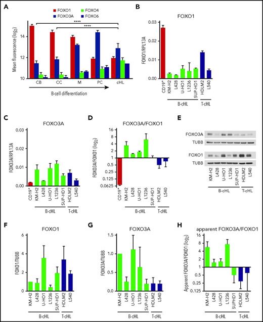 Figure 1. FOXO3A is highly expressed in cHL. (A) Gene expression profiling (GEP) data were mined and analyzed with help of the GENEVESTIGATOR software. The following data sets were used for analysis: CB and CC (GSE15271, GSE38697, GSE56314); M (GSE1266, GSE45113, GSE17186, GSE64028); PC (GSE12366, GSE45537, GSE56464, GSE5900), cHL (GSE14879). FOXO1: probe set 202724_s_at; FOXO3A: probe set 204131_s_at; FOXO4: probe set 205451_at; FOXO6: probe set 239657_x_at. CB (n = 15); centrocytes (CC; n = 15); memory B cells (M; n = 38); PC (n = 13); microdissected HRS cells of cHL (cHL; n = 4). Data are represented as mean fluorescence ± standard deviation (SD). Means of FOXO3A levels in GC B cells and cHL were compared using an online software (https://www.medcalc.org/calc/comparison_of_means.php; 10.23.2017). ****P < .0001. (B-H) FOXO1 and FOXO3A mRNA and protein expression in CD19+ B cells and B- or T-cell–derived cHL cell lines. FOXO1 (B) and FOXO3A (C) mRNA levels were measured by RT-qPCR and expressed as ratio to RPL13A. Data are shown as mean ± SD of 3 independent experiments. FOXO1 and FOXO3A expressions of all cHL cell lines except for FOXO3A in L540 significantly differed from CD19+ B cells with P < .01. Statistical significances were analyzed by 2-tailed t tests. (D) FOXO3A/FOXO1 mRNA ratio in B cells and cHL. Data were extracted from experiments shown in panels B and C. (E) FOXO1 and FOXO3A protein expression was measured by immunoblot. The most representative of 3 independent analyses is shown. TUBB served as loading control. (F-G) The immunoblots were quantified using ImageJ 64 software. FOXO1 (F) and FOXO3A (G) values were normalized to TUBB. Data are shown as mean ± SD of all 3 experiments and values for KM-H2 were set to 1. (H) The apparent FOXO3A-to-FOXO1 protein ratio for each sample was calculated as: (FOXO3A/TUBB)/(FOXO1/TUBB). The apparent ratio does not represent the molar FOXO3A-to-FOXO1 ratio but permits to compare relative expression of FOXO proteins in different samples.
