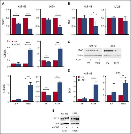 Figure 4. FOXO3A-induced growth arrest correlates with upregulation of antiproliferative FOXO target genes. cHL cell lines stably expressing FOXO3(A3)ER (F3ER) or EV were treated with 200 nM 4-OHT or vehicle. After 24 hours, cells were harvested and the expression of FOXO target genes was measured by RT-qPCR or immunoblot, respectively. (A) FOXO3A modulates expression of genes involved in proliferation. (B-C) FOXO3A downregulates MYC at mRNA (B) and protein level (C). (D-E) BCL6 is induced by FOXO3A both at mRNA (D) and protein (E) level. All RT-qPCR data are shown as relative expressions and mean ± SD of 3 independent experiments. RPL13A was used as a reference gene for RT-qPCR and TUBB for immunoblot, respectively. The most representative immunoblots of 3 independent experiments are shown. Significance was calculated using a 2-sided t test. *P < .05; **P < .01; ***P < .001; ****P < .0001.