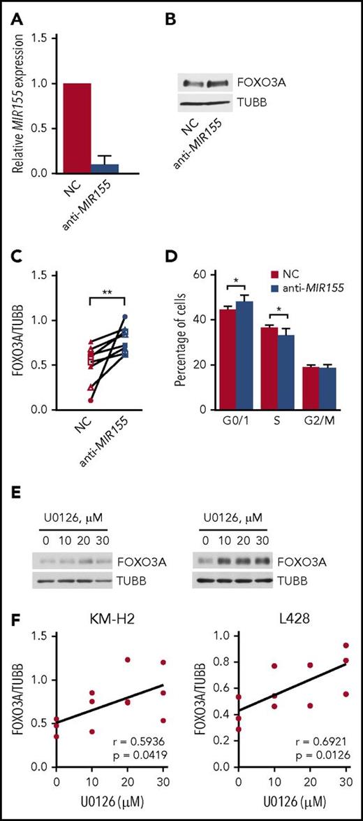 Figure 5. MIR155 and ERK regulate FOXO3A expression in cHL. (A-C) MIR155 contributes to FOXO3A repression. MIR155 was inhibited in the cell line L428 with a miScript miRNA inhibitor (anti-MIR155; Qiagen) compared with a negative control (NC). (A) The efficiency of MIR155 inhibition was confirmed by RT-qPCR 24 hours after transfection. (B) After 72 hours, the effect of MIR155 inhibition on FOXO3A protein levels was evaluated using immunoblot analysis. A representative of 8 experiments is shown. (C) Immunoblots from panel B were quantified using ImageJ 64 and significance was calculated by a 2-sided t test using GraphPad Prism software. (D) MIR155 inhibition leads to cell-cycle arrest in L428 72 hours after transfection. Data of 3 independent experiments are shown as mean ± SD. Significances were calculated by a 2-sided t test using GraphPad Prism software. **P < .01. (E-F) ERK mitigates FOXO3A expression. KM-H2 and L428 were treated with the ERK inhibitor U0126 or vehicle. (E) After 24 hours, cells were lysed and total FOXO3A levels were assessed with immunoblot. A representative of 3 experiments is shown. (F) Dose-dependent activation of FOXO3A by the ERK inhibitor U0126. ImageJ 64 was used to quantify immunoblots obtained in panel E. Pearson correlation coefficient “r” and the P value were calculated using GraphPad Prism 6.