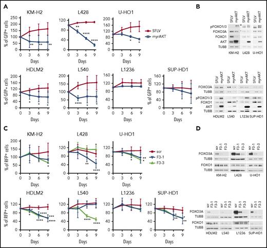 Figure 6. FOXO3A knockdown shows an antitumor effect in cHL cell lines. cHL cell lines were transduced with indicated lentiviral plasmids as described in “Materials and methods.” The dynamic of transduced cells was followed starting from the fifth day after transduction (day 0) and the percentage of fluorescent cells on day 0 was set as 100%. Fluorescence was measured every third day using flow cytometry. (A) Constitutive AKT activation (myrAKT) decreased the percentage of green fluorescent protein–positive (GFP+) cells in cHL cell lines except for L1236 and SUP-HD1. (B) Immunoblot was performed after sorting of GFP+ cells to confirm overexpression of myrAKT and FOXO inactivation. (C) Effect of FOXO3A shRNAs on the red fluorescent protein–positive (RFP+) population in cHL. (D) Protein of RFP+ cells was isolated after selection with puromycin for 2 days (4 µg/mL). shRNA efficiencies and specificities were confirmed with immunoblot. TUBB served as loading control for immunoblot analysis. All experiments were performed for at least 3 times and kinetics are shown as mean ± SD. Significance was calculated compared with the scrambled control using a 2-sided t test. *P < .05; **P < .01; ***P < .001; ****P < .0001. F3-1, FOXO3AshRNA-1; F3-3, FOXO3AshRNA-3; scr, scrambled control.