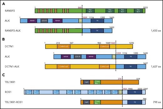 Figure 2. Tyrosine kinase fusion genes identified in JMML. (A-C) Structure of detected fusion proteins. (A) RANBP2-ALK, identified in UPN168; (B) DCTN1-ALK, identified in UPN5; (C) TBL1XR1-ROS1, identified in UPN106. aa, amino acid; F-box like, F-box like domain; FN TypeIII, fibronectin type III domain; LDL-R, low-density lipoprotein receptor class A domain; LisH, Lis homology domain; MAM, MAM domain; RanBD1, Ran binding domain 1; TK, tyrosine kinase domain; TM, transmembrane domain; TPR, tetratricopeptide repeat domain.