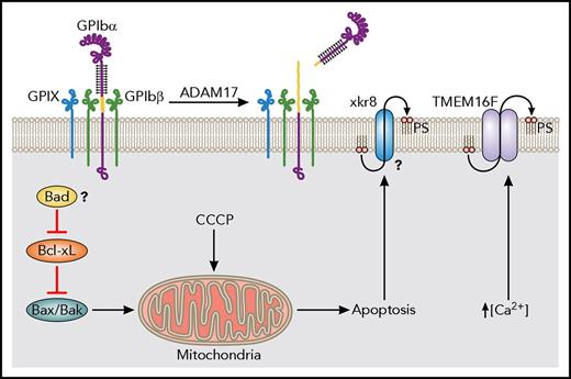 Figure 2. Apoptotic machinery in platelet clearance and lifespan. The anti-apoptotic Bcl-xL restrains the proapoptotic Bax/Bak in platelets. Mitochondrial damage induced by CCCP, an ionophore, leads to robust ectodomain shedding of GPIbα. If inhibition by Bcl-xL is blocked pharmacologically, Bax/Bak will induce mitochondrial damage, leading to the apoptotic cascade. The BH3-only initiator of apoptosis Bad may also affect platelet lifespan, though further study would help to elucidate its role. Apoptotic cells redistribute PS from the inner to the outer leaflet of their plasma membranes. One calcium-independent pathway may involve Xkr8. Another pathway present in platelets is facilitated by TMEM16F, a calcium-activated phospholipid scramblase.