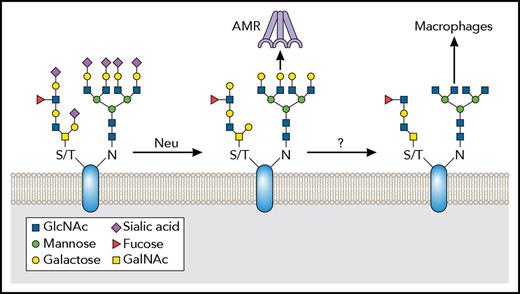 Figure 3. Protein desialylation as a clear-me sign in platelets. Over the platelet lifespan, surface glycoproteins lose the terminal sialic acid residues in their glycans, a process associated with clearance. Neuraminidases are glycoside hydrolases that can remove terminal sialic acid from glycans. Neuraminidases are found in platelets, which present neuraminidase on their surface downstream of GPIb-IX complex signaling. In many glycans, desialylation leads to exposure of the penultimate galactose residues on glycans. These can in turn be recognized by the AMR. Further deglycosylation leads to exposed GlcNAc residues, which may be recognized by other carbohydrate receptors and potentially mediate their uptake by macrophages.