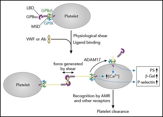 Figure 4. The trigger model of GPIb-IX-mediated signaling that leads to platelet clearance. A soluble multimeric ligand, such as plasma VWF or anti-LBD antibodies, can bind to the LBD of GPIbα and crosslink platelets. Under physiological shear, the crosslinking can generate a pulling force on GPIbα and induce unfolding of the MSD therein. Consequently, it induces platelet signaling as illustrated, including desialylation (the exposure of β-gal), leading to rapid clearance of platelets. Adapted from Deng et al with permission.46