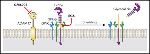 Figure 5. Platelet storage at room temperature. At room temperature, platelets can only be stored for up to 5 days, which is mainly due to the risk of bacteria growth. In addition, GPIbα shedding is also tightly correlated to platelet storage lesion. Inhibiting GPIbα shedding by using GM6001 or 5G6 significantly improves the posttransfusion recovery and survival of room temperature–stored platelets.