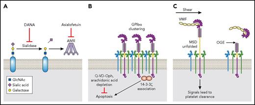 Figure 6. Platelet storage by refrigeration. (A) Desialylation-mediated clearance. Sialic acid is removed by Neu1 from platelet glycoproteins following refrigeration. The exposed β-gal is recognized by the AMR, and the platelets are cleared by hepatocytes. The utility of neuraminidase inhibitors such as DANA or the AMR inhibitor asialofetuin can impede the clearance of desialylated platelets. (B) GPIbα clustering–mediated clearance. GPIbα clusters on platelet surface, and14-3-3ζ dissociates from Bad and associates with GPIbα after refrigeration. This induces the platelet apoptosis process. A broad caspase inhibitor Q-VD-Oph or arachidonic acid depletion can inhibit the apoptosis process of refrigerated platelets and improve the posttransfusion recovery and survival. (C) VWF binding–mediated clearance. Refrigeration leads to binding of plasma VWF to GPIbα. Upon transfusion and thus exposure to the shear flow, VWF binding may generate a pulling force and induces MSD unfolding, leading to rapid platelet clearance. OGE cleaves off the LBD of GPIbα, therefore precludes the VWF-GPIbα interaction and subsequently platelet clearance.