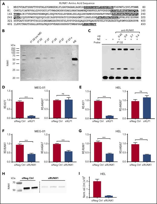 Figure 2. Identification of RUNX1 as the P1/P2-discriminating transcription factor binding to rs5751348G and its functional effect on A4GALT expression. (A) RUNX1 protein sequence, with all unique peptides identified by mass spectrometry marked in bold and underlined. (B) Blotting with anti-RUNX1 on protein pull-downs with P1 probes of various lengths, P2-37 probe, and a scrambled version of the P1-37 probe. NE are shown as positive control for antibody binding. (C) EMSA shift competition assay with P1-32 probe and increasing amounts of anti-RUNX1 to obtain blocking of shift. Relative quantification of KLF1 and A4GALT transcripts in siRNA-transfected MEG-01 (D) and HEL (E) cells. Relative quantification of RUNX1 and A4GALT transcripts in siRNA transfected MEG-01 (F) and HEL (G) cells. (D-G) Experiments were run in triplicate on 3 separate occasions. (H) Western blot of RUNX1 protein 48 hours after knockdown. The image displays 2 sections from the same blot, separated with a dashed line. (I) Quantification of the results in panel H, showing RUNX1 band intensity normalized to total protein content in lane. Error bars represent the standard error of the mean. *P < .05; **P < .01; ***P < .001 (Mann-Whitney U test). ns, not significant; RQ, relative quantity; siNeg Ctrl, negative control siRNA #1; siKLF1, 2 siRNAs targeting KLF1; siRUNX1, 2 or 3 siRNAs targeting RUNX1.
