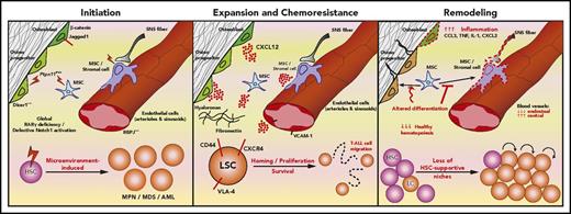 Figure 1. The crosstalk between leukemic cells and the microenvironment. Several studies suggest a causative role of the BM microenvironment in leukemogenesis (Initiation), mediated by alterations of signaling pathways in specific cell types, involving, for example, β-catenin, Jagged1, Ptpn11, Dicer1 in osteoblastic cells, RBPJ in endothelial cells, retinoic acid receptor-γ (RARγ) and Notch in stroma. In addition, LSC coopt existing strategies normally used by HSCs to interact with the microenvironment to proliferate and survive (Expansion and Chemoresistance). For example, LSC use adhesion molecules (CD44 and VLA-4) to bind the extracellular matrix and stroma cells, and CXCR4 to bind the abundantly secreted CXCL12. Both mechanisms enable leukemia cell migration. Leukemia also shapes the microenvironment (Remodeling) by creating a proinflammatory milieu, impairing MSC differentiation and destroying key HSC-supportive niches. As a result, HSCs intravasate, whereas leukemia cells remain within the parenchyma. LC, leukemic cell; MDS, myelodysplastic syndrome; SNS, sympathetic nervous system; TNF, tumor necrosis factor.