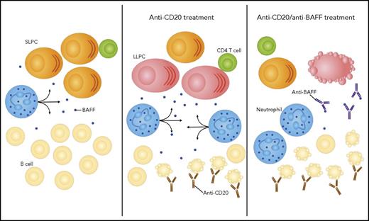 In the spleen, B cells consume most of the BAFF secreted by neutrophils. The antibody-secreted cell population is dominated by short-lived plasma cells (SLPCs). After depletion of B cells by an anti-CD20 antibody, the availability of BAFF increases, sustaining the emergence of LLPCs. The combination of the anti-CD20 antibody with an anti-BAFF antibody results in amplified B-cell apoptosis and exhaustion of the LLPC niche.