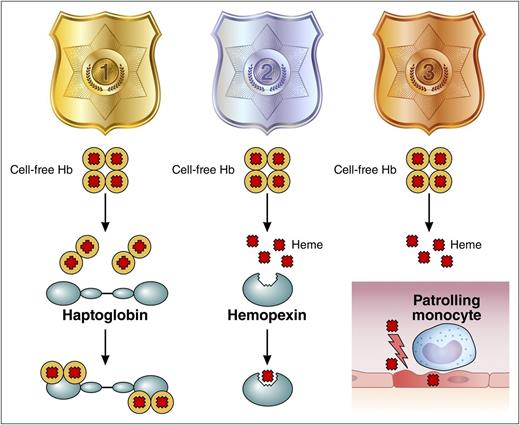 Protection from plasma cell-free hemoglobin and heme in sickle cell disease. The paper by Liu et al suggests 3 strategies to deal with the toxic consequences of intravascular heme in SCD. Haptoglobin is the first line of defense; it binds hemoglobin dimers in the plasma. Hemopexin is the second line of defense; it binds heme that has dissociated from hemoglobin that has not been bound by haptoglobin. Patrolling monocytes are the third line of defense; they scavenge microvascular endothelial cells that have been damaged by free heme. Hb, hemoglobin; SCD, sickle cell disease. Professional illustration by Patrick Lane, ScEYEnce Studios.