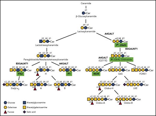Schematic representation showing the synthesis pathways of selected glycosphingolipids. Structures relevant to this commentary are marked with bold text and highlighted in green. The names of the glycosyltransferases involved in the formation of the relevant structures are A4GALT (α1,4-galactosyltransferase) and B3GALNT1 (β-1,3-N-acetylgalactosaminyltransferase1). Cer, ceramide. Adapted from Westman et al.8