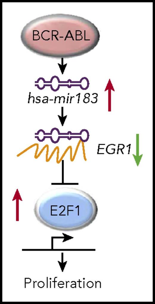 Schematic of the hsa-mir183/EGR1–mediated regulation of E2F1. See Figure 3 in its entirety in the article by Pellicano et al that begins on page 1532.