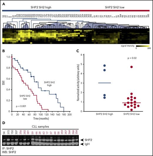 Figure 1. SH2 profiling of 74 primary CLL patients and clinical correlation. (A) Combined unsupervised cluster analysis of SH2 profiles of 74 primary CLL samples with the SHP2 SH2 domain. Far western blots (WBs) were scanned, images were digitalized, and lanes were horizontally subdivided into bins according to the molecular weight of the phosphoproteins. Hierarchical cluster analysis revealed 2 different clusters of low and high SHP2 SH2 binding. (B) TTFT Kaplan-Meier analysis according to SHP2 SH2 patient profiles (SHP2 SH2 high cluster: TTFT 96.2 ± 11.6 months; SHP2 SH2 low cluster: TTFT 50.9 ± 7.1 months; P < .001). (C) SHP2 activity determined after immunoprecipitation (IP) of SHP2 from 20 CLL samples of the high and low SHP2 SH2 clusters using 6,8 difluro-4-methylumbelliferyl phosphate as fluorogenic substrate. Fluorescence signals were normalized to SHP2 signals determined by immunoprecipitation and western blot analysis. Mean values of SHP2 activity are given as horizontal lines; level of significance was determined by the Wilcoxon rank-sum test. (D) SHP2 western blot analysis of the 20 CLL samples subsequent to SHP2 immunoprecipitation.