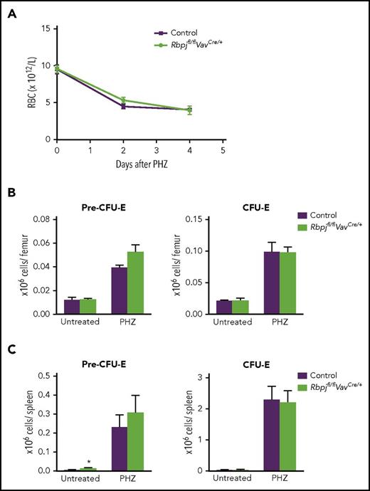 Figure 4. Canonical Notch signaling is dispensable for phenylhydrazine-induced stress erythropoiesis. Seven- to 8-week-old RbpJfl/fl VavCre/+ (N = 3-6) and age-matched RbpJfl/fl Vav+/+ or RbpJfl/+ VavCre/+ controls (N = 2-3 and 2-3, respectively) were injected with PHZ to induce acute hemolytic anemia. (A) Circulating red blood cell counts in steady-state (day 0) and 2 and 4 days after last PHZ injection. Mean (SD) values are shown. (B-C) Mean (SEM) absolute numbers of E progenitors (PreCFU-E and CFU-E), 4 days after PHZ-induced anemia in BM (B) and spleen (C). *P < .05.
