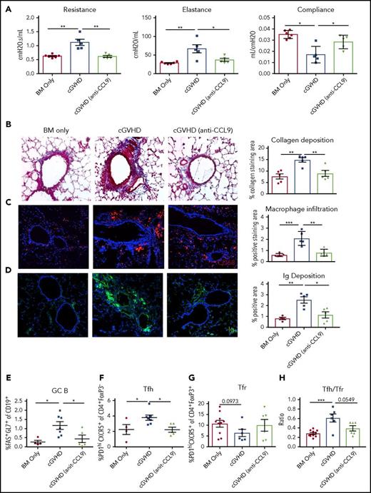 Figure 2. CCL9 blockade reverses cGVHD clinical manifestations and immunological hallmark. Transplanted mice were treated with anti CCL9 (100 mg) from day 28 after bone marrow transplant. Experiments were terminated at days 42 through 56. (A) Pulmonary function tests suggest CCL9 blockade reverses cGVHD lung disease. (B) Collagen deposition, (C) macrophage infiltration, and (D) immunoglobulin deposition were significantly reduced by CCL9 blockade. (E-H) Splenic GC reactions analysis. Frequency of (E) GC B cells, (F) Tfh, (G) Tfr, and (H) Tfh/Tfr ratio were normalized by CCL9 blockade. Data shown are representative of 2 to 3 independent experiments with 5 to 8 mice per group. An unpaired Student t test was used when comparing 2 groups. Significance: *P < .05; **P < .01; ***P < .001; ****P < .0001. Ig, immunoglobulin.