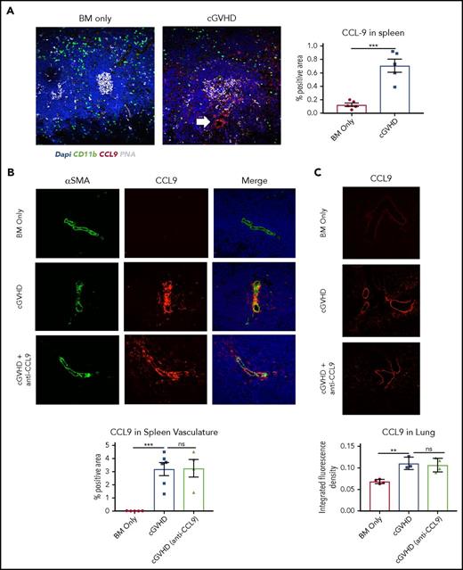 Figure 3. Spleen vascular smooth muscle cells and lung increase CCL9 expression during cGVHD. (A) Immunofluorescence staining (×200 magnification) of spleen sections of BM only and cGVHD mice at day 58 post-HCT. White arrow indicates CCL9 was dominantly expressed by spleen vasculature, but not CD11b cells or cells in the GC areas. Quantification of CCL9 staining areas suggests cGVHD mice have increased CCL9 expression in spleen. (B) Costaining of αSMA with CCL9 in the spleen. Images were taken at ×400 magnification. αSMA-positive cells of cGVHD mice had increased CCL9 expression that was not altered by CCL9 blockade. Images were quantified by Fiji software “color segmentation” plugin. (C) CCL9 expression in lung. Quantification was done by Fiji software “measure” function. Data shown are representative of 2 to 3 independent experiments with 5 to 8 mice per group. An unpaired Student t test was used when comparing 2 groups. Significance: *P < .05; **P < .01; ***P < .001; ****P < .0001. DAPI, 4′,6-diamidino-2-phenylindole.