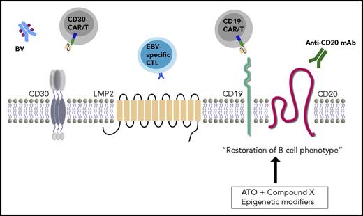 Figure 1. Schematic presentation of phenotypic features targetable by novel therapeutic agents. The HRS cell characteristic cell-surface antigen CD30 represents an attractive target for antibody-drug conjugates, such as brentuximab vedotin (BV), or for cellular-based therapies, such as CAR T cells. In Epstein-Barr virus (EBV)–positive cases, latent membrane protein 2 (LMP-2) is recognized by patient-derived cytotoxic T lymphocytes (CTLs), which are isolated and expanded ex vivo before reinfusion into the patient. Novel concepts aim at restoration of the B-cell phenotype by epigenetic modification of silenced B cell–related genes and/or transcription factors. For example, reexpressed CD19 and CD20 can then be targeted by monoclonal antibodies (mAbs) or CAR T cells, similar to B-cell non-HLs. ATO, arsenic trioxide.