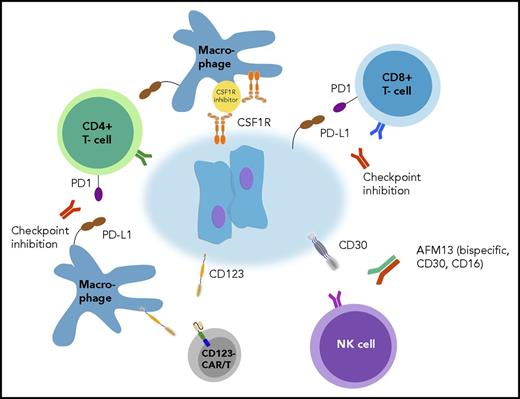 Figure 2. Targeting the tumor-host interface. HRS cells are surrounded by microenvironmental cells, providing a tumor-supportive niche. Novel therapeutic concepts aim at reversion of immunosuppressive features by targeting immune checkpoints on tumor-infiltrating T cells and tumor-associated macrophages as well as by specifically engaging natural killer (NK) cells. CSF1R, colony-stimulating factor 1 receptor.