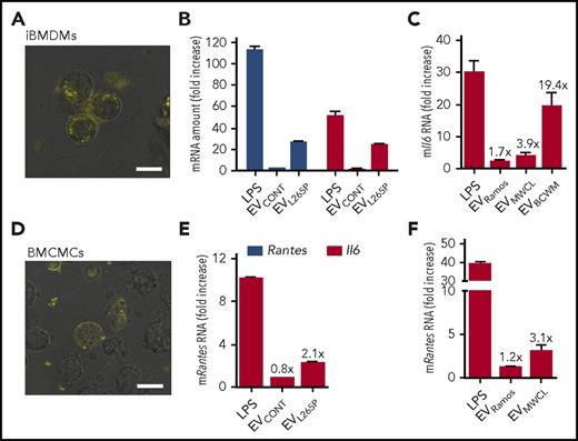 Figure 4. Macrophages and mast cells respond to EV treatment. PKH67-labeled EVMWCL (yellow) were added to iBMDMs (A) and BMCMCs (D) to observe EV internalization. Bar, 10 μm. iBMDMs (B-C) were seeded and stimulated with EVCONT, EVL265P (30 μg/mL), or EVMWCL, EVBCWM, and EVRamos as negative control (100 μg/mL) and LPS as positive control (10 ng/mL) for 16 hours. BMCMCs (E-F) were seeded and stimulated with EVCONT, EVL265P (30 μg/mL), or EVMWCL and EVRamos as negative control (100 μg/mL) and LPS as positive control (50 ng/mL) for 16 hours. RNA was isolated and qPCRs for Rantes and Il6 were performed.