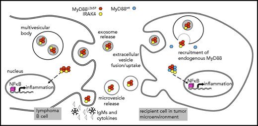 Figure 6. Schematic representation of EV-mediated MyD88 signaling. Lymphoma cells release IgMs and cytokines as well as myddosome-containing exosomes and MV. Recipient cells such as macrophages and mast cells uptake EVs and myddosomes are released into the cytosol, where MyD88wt can be recruited. Myddosomes induce inflammation without receptor activation thus changing the tumor microenvironment.