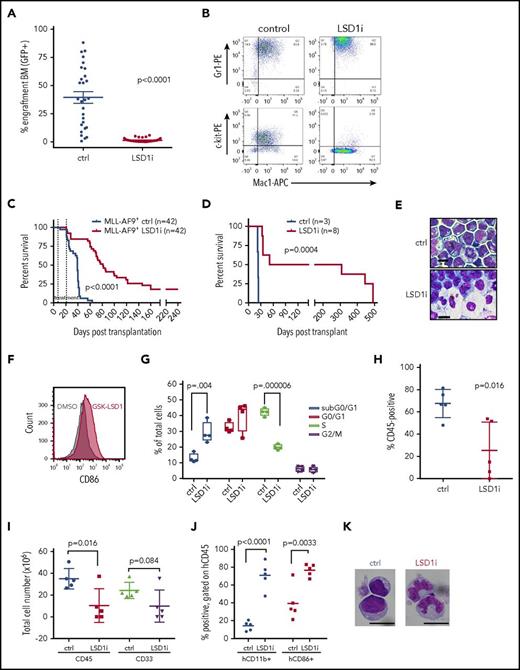 Figure 1. LSD1 inhibition with GSK-LSD1 has potent antileukemic activity. (A) GFP chimerism reporting MLL-AF9 allele burden in the bone marrow of GSK-LSD1–treated (red, n = 32) or vehicle-treated (blue, n = 28) leukemic mice following 2 weeks of treatment. (LSD1i = GSK-LSD1). t = 7.833; degrees of freedom (df) = 58. (B) Immunophenotype of GFP+ cells from bone marrow of mice after 3 days of vehicle (left) or GSK-LSD1 (right) administration. Double staining with antibodies recognizing Gr1, Mac-1, and c-kit cell surface markers are indicated. n = 3. (C) Kaplan-Meier survival curve of secondary MLL-AF9 leukemic mice. The interval between the dotted lines represents the period of treatment with GSK-LSD1 or vehicle. (D) Kaplan-Meier survival curve of tertiary sublethally irradiated mice transplanted with cells obtained from secondary mice treated with either vehicle (blue) or GSK-LSD1 (red) for 3 days. (E) Wright-Giemsa–stained cytospins of AML cells cultured after a 48-hour exposure to 0.5 µM GSK-LSD1. Scale bars, 10 µm. (F) Histogram plots demonstrating increased cell surface expression of CD86 after treatment of murine MLL-AF9 leukemia cells with 0.5 μM GSK-LSD1 (red) relative to vehicle control treatment (black). (G) Graph representing cell cycle states of murine AML cells treated with 0.5 µM GSK-LSD1 for 48 hours. n = 3; subG0/G1: t=4.49, df=6; G0/G1: P = .186 n.s.; S: t=14.9, df=6; G2/M: P = .776. (H) Chimerism of human CD45+ AML derived cells from bone marrow of PDX mice treated for 6 weeks with vehicle (blue) or GSK-LSD1 (red) at a dose of 0.5 mg/kg. n = 5. (I) Total cellularity of hCD45+ and hCD45+/hCD33+ cells derived from bone marrow of PDX mice treated with vehicle or GSK-LSD1 (0.5 mg/kg). PDX recipient mice were transplanted with cells from bone marrow of an AML patient harboring the MLL-AF9 gene rearrangement. n = 5. (J) Bar graphs representing the proportion of hCD45+ engrafted PDX cells expressing hCD11b or hCD86 after treatment with vehicle or GSK-LSD1. n = 5. (K) Morphology of Wright-Giemsa–stained hCD45+ bone marrow cells derived from PDX NSG mice treated with vehicle or GSK-LSD1. Bar, 10 µm. n = 3. APC, allophycocyanin; BM, bone marrow; ctrl, control; DMSO, dimethyl sulfoxide; PE, phycoerythrin.