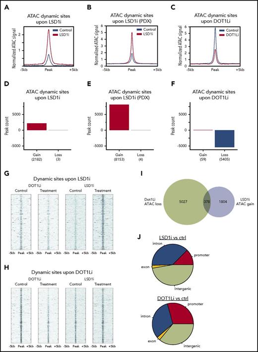 Figure 2. Contrasting effects of LSD1 and DOT1L inhibition on chromatin accessibility. (A-C) Composite plots show normalized ATAC-seq signal at all dynamic sites in treatment and control for GSK-LSD1 in mouse (A) and PDX (B) and for EPZ4777 in mouse (C). (D-F) ATAC-seq peak dynamics in treatment and control for GSK-LSD1 in mouse (D) and PDX (E) and for EPZ4777 in mouse (F). (G) Heat map of normalized ATAC-seq read density at sites ranked by gain with GSK-LSD1 treatment, and the corresponding sites under control and EPZ4777 treatment. (H) Heat map of normalized ATAC-seq read density at sites ranked by loss with EPZ4777 treatment, and the corresponding sites under control and GSK-LSD1 treatment. (I) Venn diagram showing the overlap between dynamic ATAC-seq sites under treatment GSK-LSD1 or EPZ4777 relative to control. (J) Genome annotation of dynamic ATAC-seq sites under treatment GSK-LSD1 or EPZ4777 relative to control. ctrl, control.
