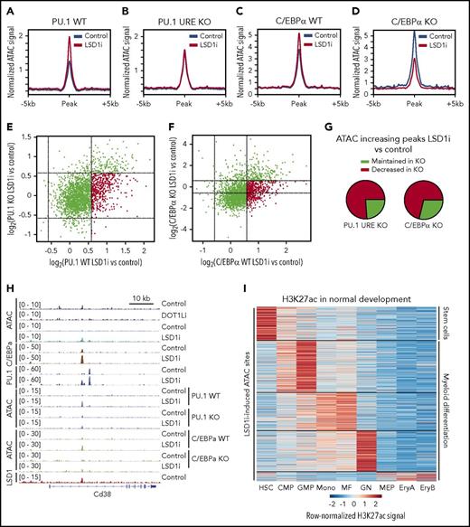 Figure 4. Effect of TF loss on LSD1 inhibitor-induced changes in chromatin accessibility. (A-B) Composite plots show normalized ATAC-seq signal at GSK-LSD1-induced sites in PU.1 WT (A) and PU.1 depletion (B). (C-D) Composite plots show normalized ATAC-seq signal at GSK-LSD1–induced sites in C/EBPα WT (C) and C/EBPα KO (D). (E) Scatterplot of log2 fold changes in ATAC-seq signal of GSK-LSD1 treatment vs control for PU.1 WT (x axis) and PU.1 depletion (y axis). Red indicates sites that increase 1.5-fold in WT that fail to reach such levels in the PU.1-depleted setting. (F) Scatterplot of log2 fold changes in ATAC-seq signal of GSK-LSD1 treatment vs control for C/EBPα WT (x axis) and C/EBPα KO (y axis). Red indicates sites that increase 1.5-fold in WT that fail to reach such levels in the C/EBPα KO setting. (G) Pie charts representing the quantification of sites in panels E-F that either maintain or lose the increase in accessibility upon treatment with GSK-LSD1 in the setting of TF depletion. (H) Genome browser track showing normalized ATAC-seq and ChIP-seq signal under treatment and control conditions, centered on a site that fails to become induced in the setting of either PU.1 depletion or C/EBPα KO. (I) Heat map of normalized H3K27ac signal in normal hematopoietic development at all GSK-LSD1–induced ATAC-seq peaks, showing the majority of sites are active in cells associated with myeloid differentiation (clustered by k means with k = 5). CMP, common myeloid progenitor; EryA, erythroblasts A; EryB, erythroblasts B; GN, granulocyte; HSC, hematopoietic stem cell; MEP, megakaryocyte/erythrocyte progenitor; MF, macrophage; Mono, monocyte.