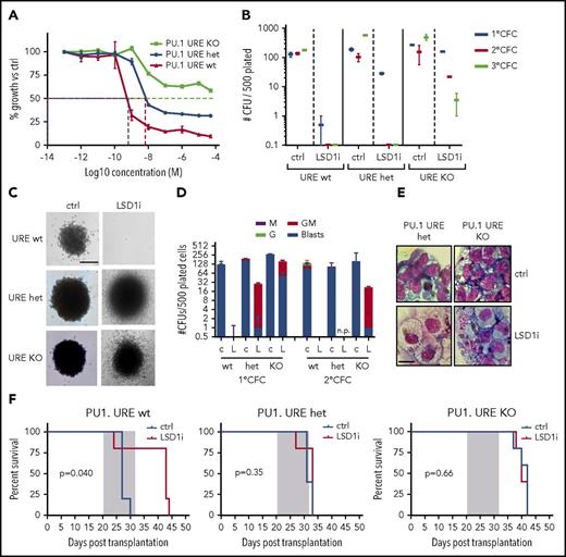 Figure 5. LSD1 inhibition with GSK-LSD1 is PU.1 dependent. (A) In vitro IC50 growth curve of PU.1 URE WT, heterozygous (het), and KO MLL-AF9 leukemia cells treated with increasing concentrations of GSK-LSD1. n = 3. (B) Colony-formation assay performed by plating 500 GFP+ cells derived from primary MLL-AF9 PU.1 URE WT, heterozygous, or KO leukemic mice with or without GSK-LSD1. n = 3. (C) Representative 1° colony-forming unit (CFU) assay colonies showing persistence of more immature colonies in PU.1 URE het and KO cells. Bar, 0.1 mm. n = 3. (D) Representation of morphologies derived from 1° CFU and 2° CFU assays upon GSK-LSD1 treatment (c, control; G, granulocyte; GM, granulocyte/macrophage; L, LSD1i; M, macrophage). n = 3. (E) Cytospins of cells isolated from PU.1 URE heterozygous and KO 1° CFU assays. Scale bar, 10 µm. (F) Kaplan-Meier survival curves of PU.1 URE WT (left), PU.1 URE heterozygous (middle), and PU.1 URE KO (right) secondary transplanted mice treated with vehicle or GSK-LSD1 for 2 weeks. n = 5 mice per cohort. CFC, colony-forming cell.