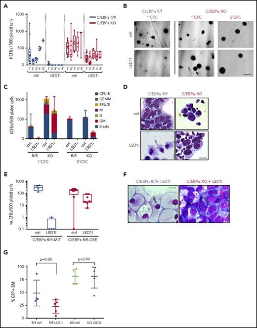Figure 6. LSD1 inhibition with GSK-LSD1 is C/EBPα-dependent. (A) Colony formation assay from WT or C/EBPα KO MLL-AF9 leukemia cells treated with vehicle or GSK-LSD1. n = 3. (B) Morphology of 1° CFU colonies derived from WT (left) or C/EBPα KO cells (right) treated with vehicle (top) or GSK-LSD1 (bottom). Bar, 0.5 mm. n = 3. (C) CFU assay with colony morphologies upon GSK-LSD1 treatment in WT and C/EBPα KO cells (BFU-E, burst-forming unit-erythroid; CFU-E, colony forming unit-erythroid; G, granulocyte; GEMM, granulocyte/erythrocyte/macrophage/megakaryocyte; GM, granulocyte/macrophage; M, macrophage). n = 3. (D) Representative morphology of cells from CFU assay with GSK-LSD1 treatment. Scale bar, 10 µm. (E) CFU assay with colony types after treatment with vehicle or GSK-LSD1 in C/EBPαfl/fl+MIT empty vector and C/EBPαfl/fl+MIT-Cre leukemia cells. n = 3. (F) Representative morphology of cells from 1° CFU assay from WT or C/EBPα-excised MLL-AF9 leukemia cells treated with 0.5 µM GSK-LSD1. Scale bar, 5 µm. (G) GFP engraftment in the BM of leukemic mice engrafted with WT or C/EBPα KO MLL-AF9 cells treated in vivo with vehicle or GSK-LSD1 for 2 weeks. n = 5. (H) Bar graphs representing spleen weights from leukemic mice engrafted with either WT or C/EBPα KO MLL-AF9 leukemia cells treated in vivo with vehicle or GSK-LSD1 for 2 weeks. n = 3.