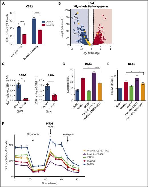Figure 5. Combined effects of TKIs and CB839 in BCR-ABL–positive leukemia. (A) Glycolytic rate and capacity of BCR-ABL mutated K562 cells treated with vehicle control or imatinib 2 µM (mean ± SEM, n = 3, P < .0001 for both glycolytic rate and capacity, respectively; 2-way ANOVA with Bonferroni’s multiple comparison). (B) Volcano plot for gene expression changes by RNA sequencing of K562 cells treated with imatinib 2 µM or vehicle control, highlighting reduced expression of genes involved in glycolysis in treated cells (n = 2). (C) Quantitative PCR validation in K562 cells for the reduction in expression levels of GLUT3 (mean ± SEM, n = 3; **P = .0081; 2-tailed paired t test) and LDHA (mean ± SEM, n = 3; *P = .0132; 2-tailed paired t test) after treatment as in panel B. (D) Apoptosis in K562 cells treated with vehicle control, imatinib 2 µM, CB839 100 nM, imatinib and CB839 combination, and imatinib/CB839 combination + 4 mM αKG (mean ± SEM , n = 9; **P = .0019 between imatinib and imatinib + CB839; ****P < .0001 between imatinib + CB839 and imatinib + CB839 + αKG; ANOVA with Tukey’s multiple comparisons). (E) Relative cytoplasmic ROS levels in BCR-ABL mutated K562 cells treated as in panel D (mean ± SEM, n = 6; *P = .0495 between imatinib and imatinib + CB839; **P = .0089 between imatinib + CB839 and imatinib + CB839 + αKG; ANOVA with Sidak’s multiple comparisons). (F) Oxygen consumption rate in K562 cells treated as in panel D (mean ± SEM, n = 3; for basal respiration: P = .0606 between imatinib and imatinib + CB839; P < .0001 between imatinib + CB839 and imatinib + CB839 + αKG; for maximal respiration: ****P < .0001 between both imatinib vs imatinib + CB839 and imatinib + CB839 vs imatinib + CB839 + αKG; 2-way ANOVA with Bonferroni’s multiple comparisons). DMSO, dimethyl sulfoxide; ECAR, extracellular acidification rate.