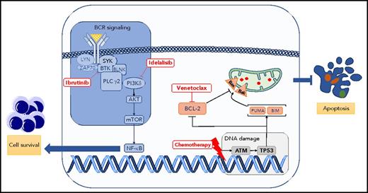 Critical signaling pathways for survival and apoptosis in CLL. The BCR signaling pathway is constitutively activated and leads to several effects, including proliferation, maturation, and migration in CLL. This pathway is pharmacologically blocked by several inhibitors, such as ibrutinib (Bruton tyrosine kinase inhibitor) or idelalisib (PI3K isoform δ inhibitor). At the same time, CLL cells are skewed toward a phenotype evading apoptosis. Apoptosis can be triggered by inducing DNA damage (purine analogs, alkylating agents) or by blocking BCL-2 protein using the BH3 mimetic drug venetoclax. Bak, Bcl-2 homologous antagonist killer; Bax, bcl-2–like protein 4; BIM, B-cell lymphoma 2 interacting mediator of cell death; BLNK, B cell linker; BTK, Bruton tyrosine kinase; mTOR, mammalian target of rapamycin; NF-κB, nuclear factor κB; PLC, phospholipase C; PUMA, p53 upregulated modulator of apoptosis; SYK, spleen tyrosine kinase.