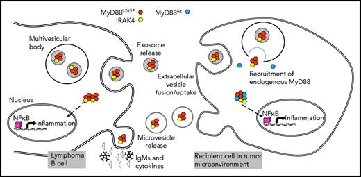 Lymphoma B-cell crosstalk with a recipient cell in the WM BM is mediated by MVs or exosomes carrying the MyD88265P complex (myddosome). In the parent B cell, the mutated MyD88 protein activates the NF-κB pathway inducing proinflammatory cytokine and immunoglobulin M (IgM) release. MyD88265P is also packaged into exosomes or is enclosed into MVs budding off the surface of the parent cell. These vesicles transport it to recipient cells such as mast cells or macrophages in the BME. Once taken up into the cytoplasm, the MyD88265P complex recruits endogenous MyD88wt, activates the NF-κB pathway, and reprograms the recipient cell to produce proinflammatory cytokines. See Figure 6 in the article by Manček-Keber et al that begins on page 1720.