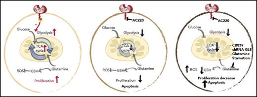 Schematic representation of the glycolytic and glutaminolytic pathways in an FLT3-ITD+ AML cell under normal conditions (left), with FLT3 inhibition (middle), and with FLT3 and glutamine inhibition (right). FLT3 inhibition reduces glycolysis without equally affecting glutamine metabolism or glutathione (GSH) production; thus, combination FLT3/glutamine inhibition synergizes to increases apoptosis in FLT3-ITD cells. P, phospho; ROS, reactive oxygen species; shRNA, short hairpin RNA. See the complete Figure 6 in the article by Gallipoli et al that begins on page 1639.