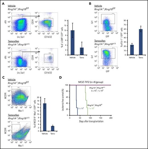 Figure 2. Ring1A/B are required for maintenance of AML stem cells. Secondary recipients of MOZ-TIF2 AML mice that received a secondary transplant of MOZ-TIF2−transduced Ring1A−/−;Ring1Bf/f;CreERT2 BM cells were treated with tamoxifen or corn oil (vehicle) for 5 consecutive days when the proportion of GFP+ MNCs in peripheral blood reached 50%. On the day following the last treatment, BM-MNCs were harvested and analyzed for quantification of L-GMP (A), Gr1+ (B), and Mac1− MCSFR+ (C) cells by flow cytometry (mean ± SD, *P < .01, n = 4), or transplanted into sublethally irradiated recipient mice. (D) Kaplan-Meier survival curve. Tamo, tamoxifen.