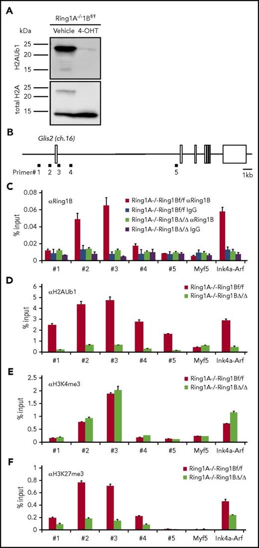 Figure 4. Ring1B binds to the Glis2 promoter region and is associated with histone modification of Glis2. (A) Western blotting showing levels of total H2AUb1 in MOZ-TIF2 leukemic cells cultured for 48 hours in the presence or absence of 4-OHT. (B) Diagram illustrating the Glis2 locus. Each of the regions amplified by the indicated primer sets are indicated by black rectangles. (C-F) Chromatin immunoprecipitation analyses of the Glis2 locus in Ring1A- or Ring1A/B-knockout MOZ-TIF2 leukemic cells using anti-Ring1B, anti-H2AUb1, anti-H3K4 me3, and anti-H3K27 me3 antibodies. The Myf5 and Ink4a/Arf promoter regions were used as controls. Error bars represent SD (n = 3).