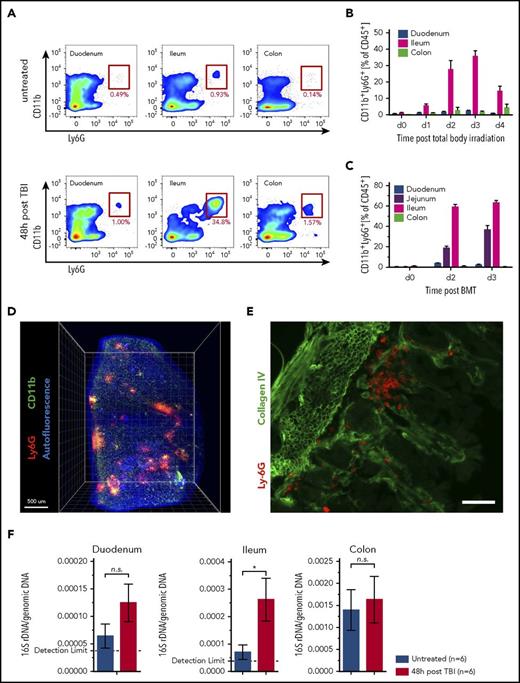 Figure 1. Neutrophil granulocytes selectively form clusters in the ileum after TBI. (A-B) Leukocytes were isolated from duodenum, ileum, and colon from untreated C57BL/6 mice, as well as after TBI, and analyzed by flow cytometry. Neutrophils are defined as viable CD45+CD11b+Ly6G+ cells. (A) Representative plots of neutrophil numbers from untreated samples and 48 hours after TBI. (B) Pooled data from 2 separate experiments showing the percentages of CD11b+Ly6G+ cells of all leukocytes (CD45+) at different points after TBI (n = 6-8). (C) C57BL/6 mice underwent allo-HCT (BALB/c into C57BL/6; 5 × 106 BM + 106 CD4+/CD8+ T cells). Leukocytes were isolated at different points after allo-HCT, and the percentages of CD11b+Ly6G+ cells of all leukocytes (CD45+) are shown (n = 4). (D) Three-dimensional light sheet fluorescence microscopy of ileum 48 hours after TBI showed cluster formation of neutrophils (Ly6G, red; CD11b, green; tissue autofluorescence, blue). (E) Immunofluorescence staining of ileal cross-section 48 hours after TBI showed localization of neutrophils adjacent to intestinal crypts (Collagen IV, green; Ly6G, red; scale bar, 50 µm). (F) Bacterial load in lamina propria of duodenum, ileum, and colon of untreated C57BL/6 mice and C57BL/6 mice 48 hours after TBI was analyzed by quantitative reverse transcription-polymerase chain reaction. 16S rDNA content was normalized to mouse genomic DNA (glyceraldehyde-3-phosphate dehydrogenase). Pooled data from 2 individual experiments are shown (n = 6).