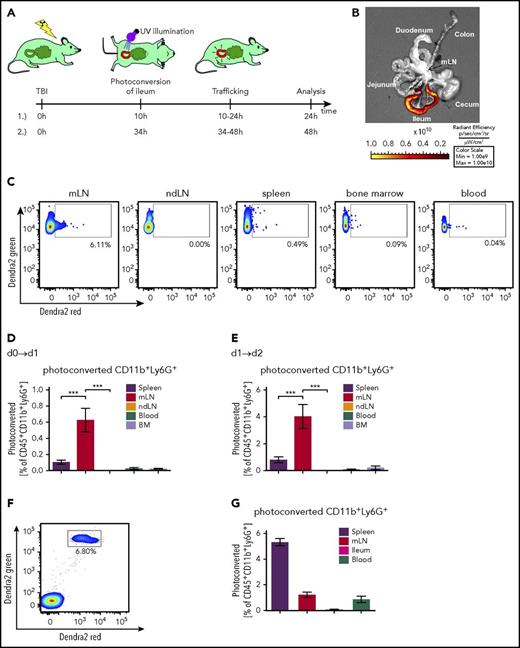 Figure 2. Neutrophils migrate from the ileum to the mesenteric lymph node. Mice transgenic for the photoconvertible green-to-red protein Dendra2 in all cells underwent TBI. After 10 or 34 hours, the ileum was exposed to 405-nm light during surgery to convert Dendra2 from its green to the red fluorescent form. Mice were sacrificed 10-14 hours after illumination and the amount of photoconverted cells that had trafficked from ileum to spleen, mLN, ndLN (nondraining lymph node, pooled iLN and aLN), blood, and BM was determined. (A) Illustration of experimental setup. (B) Representative fluorescence image showing successful photoconversion selectively in the ileum after surgery. (C) Representative FACS plots of photoconverted CD45+CD11b+Ly6G+ cells 48 hours after TBI in different organs. Pixel size of dots was increased for better visibility. (D-E) Percentage of photoconverted CD11b+Ly6G+ neutrophils is shown. (D) Photoconversion on day 0, 10 hours post-TBI, and analysis on day 1, 24 hours post-TBI, according to setup A1 (n = 6 for each organ from 2 independent experiments). (E) Photoconversion on day 1, 34 hours post-TBI, and analysis on day 2, 48 hours after TBI according to setup A2 (n = 7 for each organ from 2 independent experiments). (F-G) Neutrophils from the BM of mice transgenic for the photoconvertible green-to-red fluorescence protein Dendra2 were isolated and enriched by MACS purification. The cells were photoconverted ex vivo, and 107 neutrophils were adoptively transferred into C57BL/6 mice 34 hours after they underwent TBI. Fourteen hours after injection and 48 hours after TBI, mice were sacrificed, and photoconverted Dendra2 cells in spleen, mLN, ileum, and blood was analyzed by flow cytometry. (F) Representative FACS plots of photoconverted CD45+CD11b+Ly6G+ cells derived from the spleen. (G) Percentage of photoconverted CD11b+Ly6G+ neutrophils in different organs is shown (n = 8).