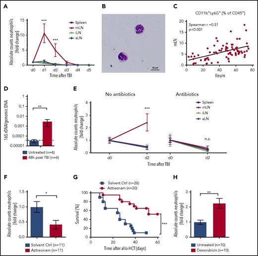 Figure 3. Neutrophil infiltration in lymphatic organs. (A) Neutrophil counts in spleen, mLN, iLN, and aLN at different points after TBI were analyzed by flow cytometry. Fold change of absolute numbers with regard to untreated mice (day 0) is presented (n = 6 for each point and organ from 2 independent experiments). (B) Giemsa-Wright staining of mLN-derived CD45+CD11b+Ly6G+ neutrophils after FACS sorting and cytospin. (C) Correlation of neutrophil frequency in mLN and ileum from WT or solvent control-treated mice (n = 57). (D) Bacterial load in mLN of untreated C57BL/6 and 48 hours after TBI were analyzed by quantitative reverse transcription-polymerase chain reaction. 16S rDNA content was normalized to genomic DNA (glyceraldehyde-3-phosphate dehydrogenase). (E) Fold change of neutrophil numbers on day 2 after TBI normalized day o d0 (no TBI) in C57BL/6 mice with and without gut decontamination is shown (Control treatment, n = 10; gut decontamination, n = 6 each point and organ from 2-3 independent experiments). (F) C57BL/6 mice were treated daily by subcutaneous injection of aztreonam (75 mg/kg/d) or solvent control from day −7 until day +1 and underwent TBI on day 0. Fold change of neutrophil numbers on day 2 post TBI normalized to mean of solvent controls is shown (n = 11 pooled from 2 independent experiments). (G) BALB/c mice were treated daily by subcutaneous injection of aztreonam (75mg/kg/day) or solvent control from day −7 until day +1 and received allo-HCT (C57BL/6 into BALB/c; 5 × 106 BM cells + 0.3 × 106 CD4+/CD8+ T cells) on day 0, and survival was monitored (n = 20 for each group pooled from 2 independent experiments). (H) C57BL/6 mice received 20 mg/kg doxorubicin on day 0 or were left untreated. The mLN were analyzed on day 3 by flow cytometry to assess neutrophils counts (CD45+CD11b+Ly6G+). Fold change of neutrophil numbers normalized to the mean of untreated samples is shown (n = 10 for each group pooled from 2 independent experiments).